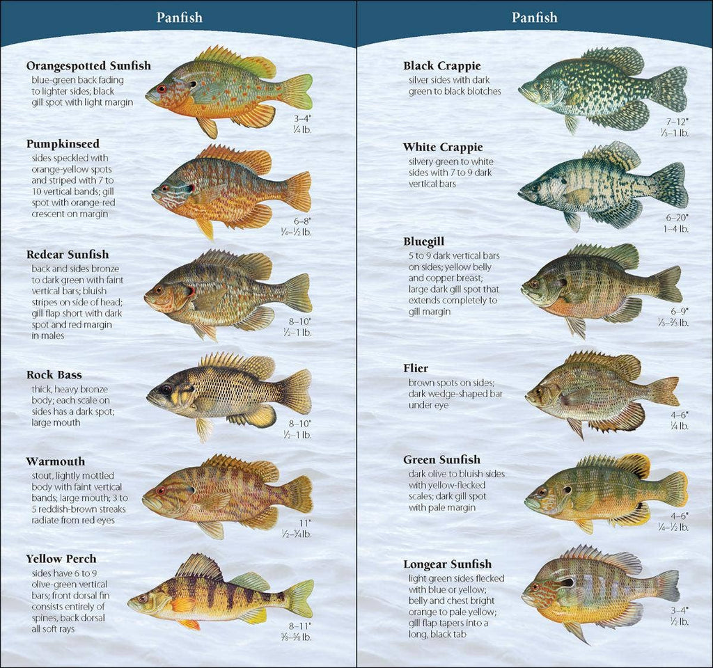 Pressed Fish Fish of Midwest Quick Guide – Bench Pressed Letterpress