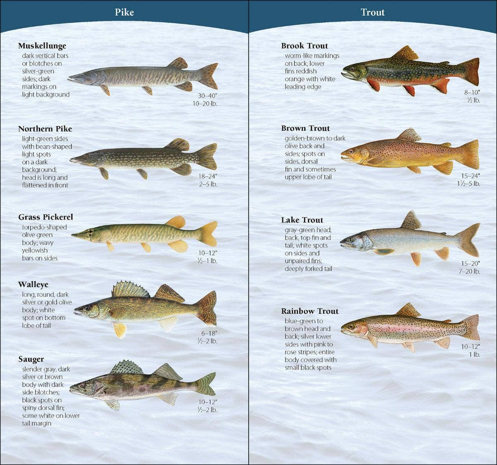 Fish of Midwest Quick Guide – Bench Pressed Letterpress